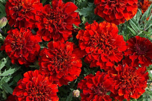 French fireball marigold - french,